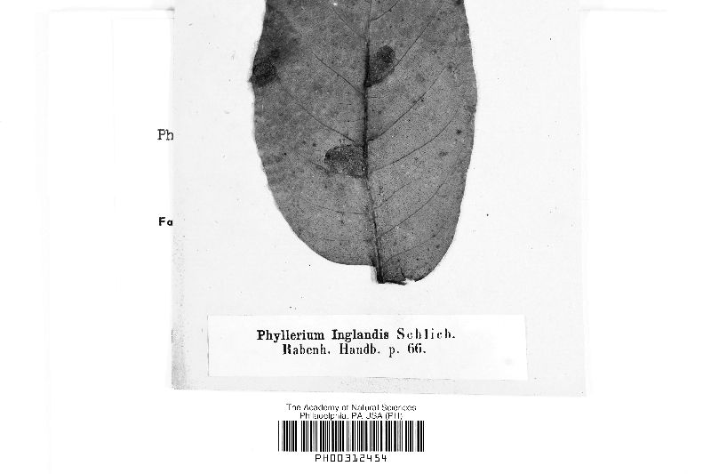 Phyllerium image