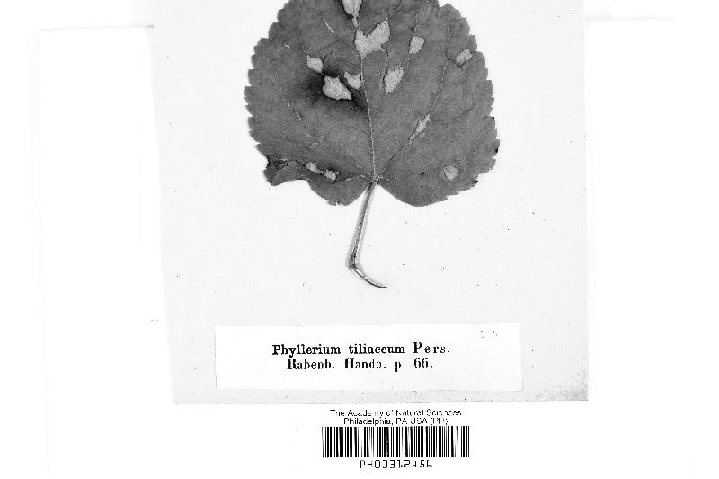 Phyllerium tiliaceum image