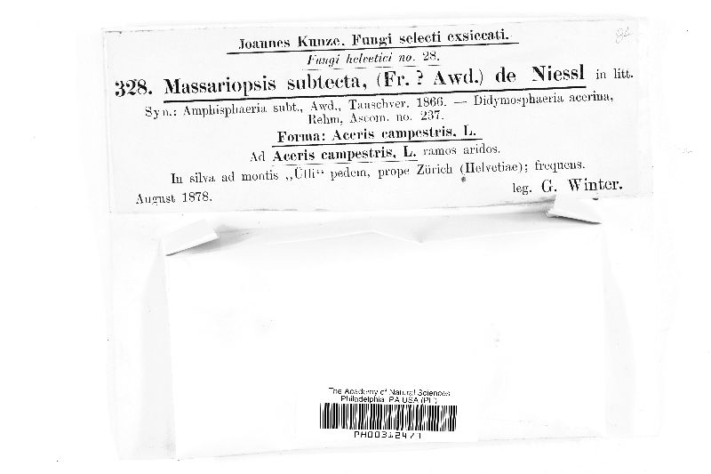 Massariopsis subtecta image