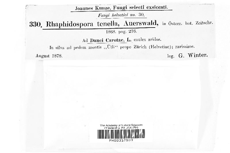 Rhaphidophora tenella image