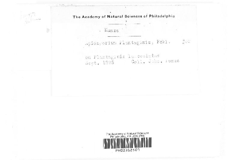 Apiosporium plantaginis image