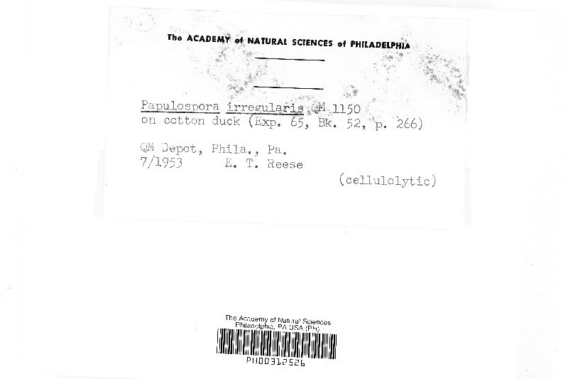 Papulaspora irregularis image