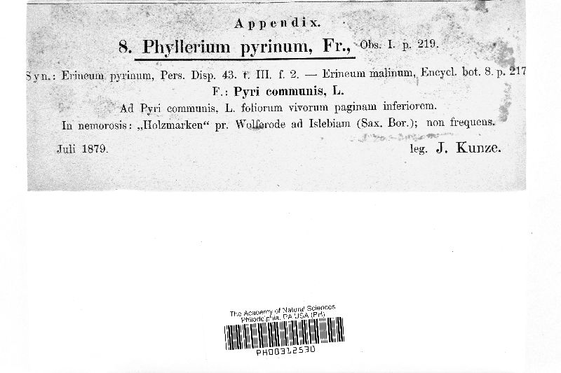 Phyllerium pyrinum image