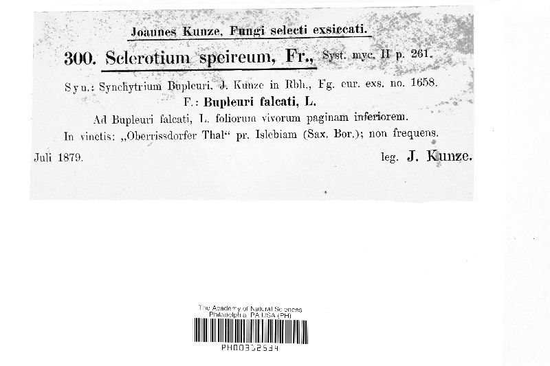 Sclerotium speireum image