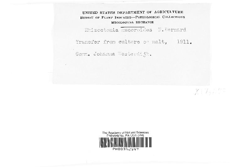 Rhizoctonia mucoroides image