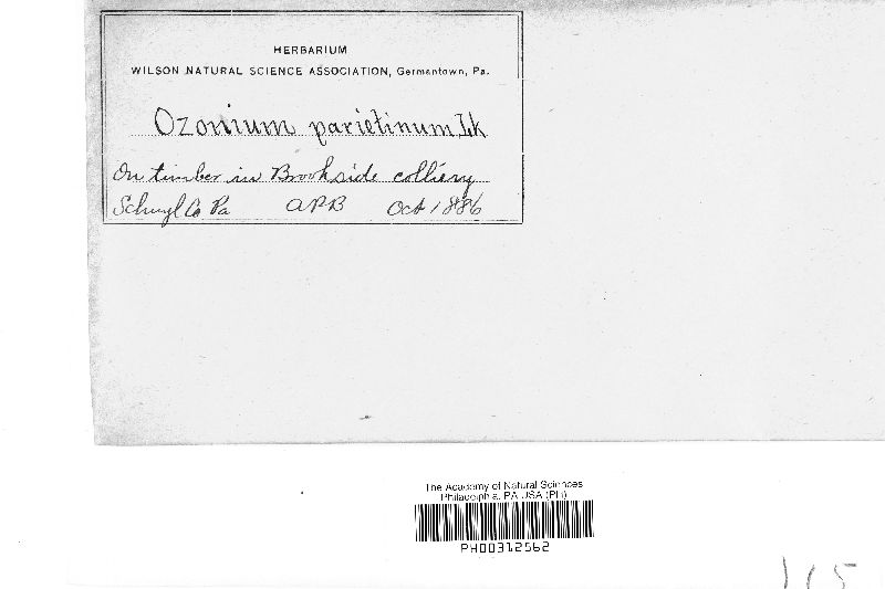 Ozonium parietinum image