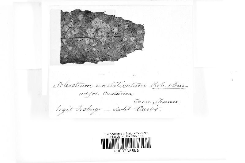 Sclerotium umbilicatum image