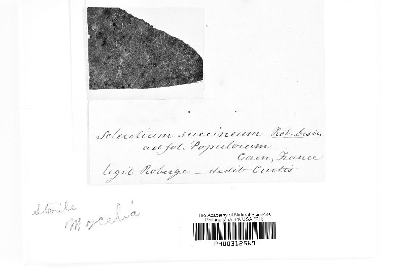 Sclerotium succineum image