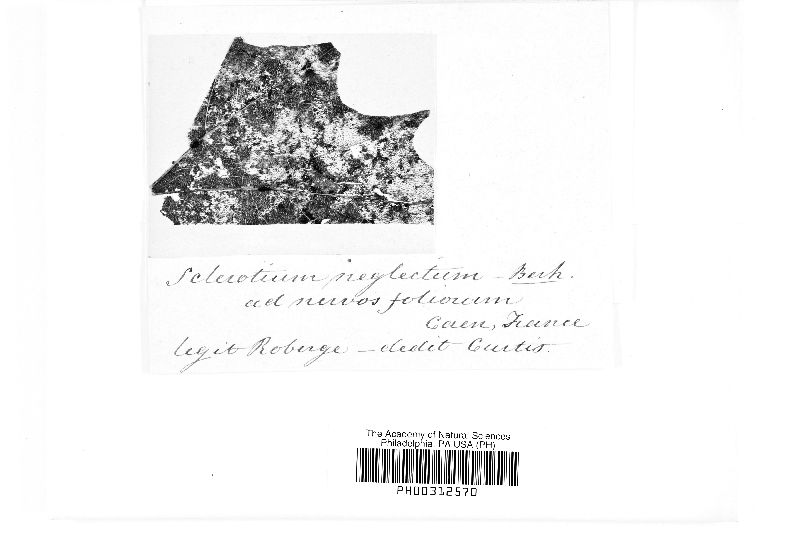 Sclerotium neglectum image