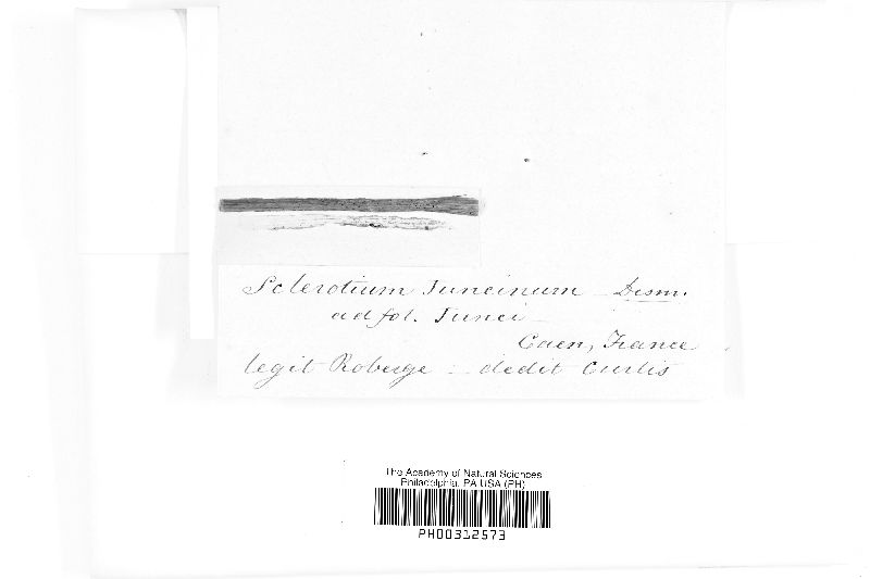 Sclerotium juncinum image