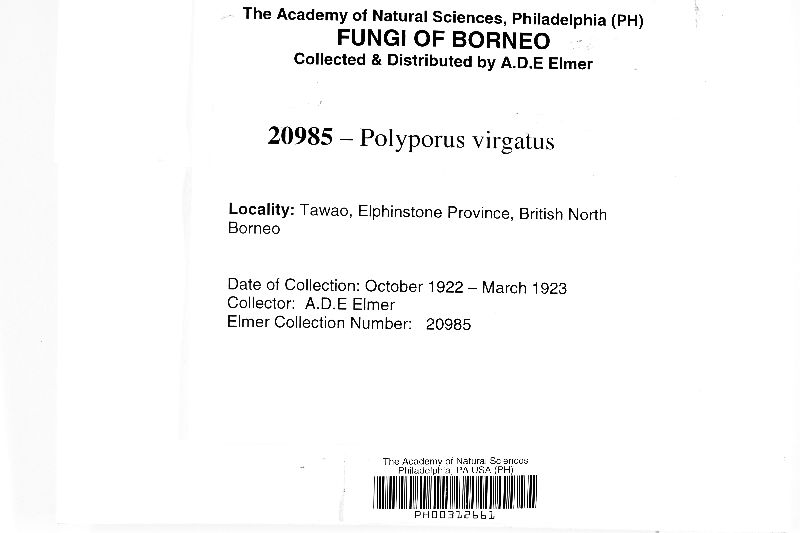 Polyporus virgatus image