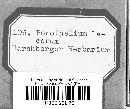 Porotheleum lacerum image