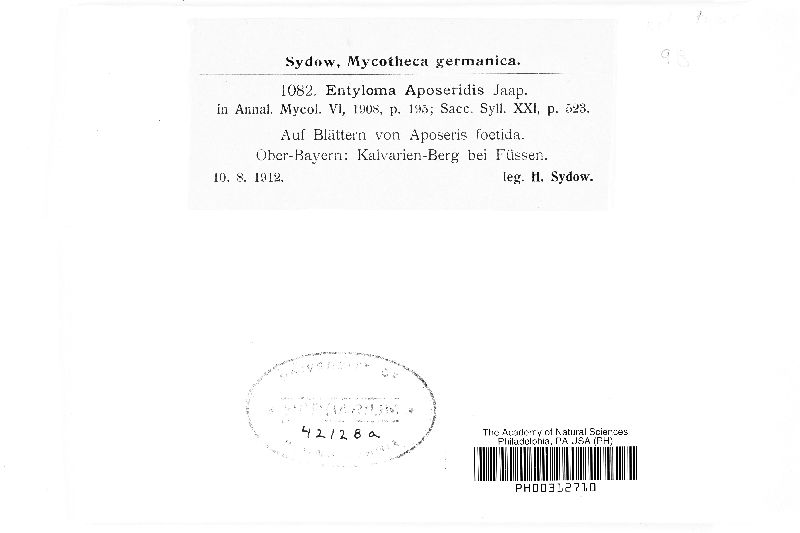 Entyloma aposeridis image