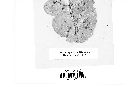 Puccinia lapsanae image