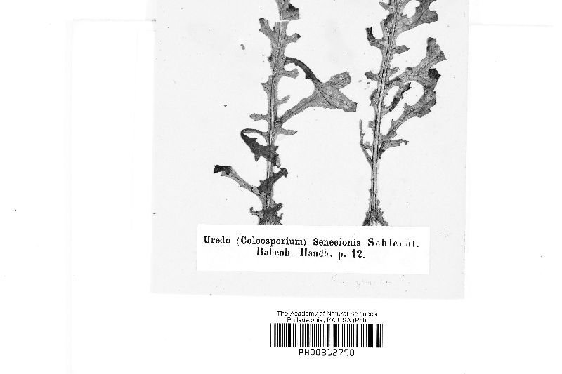 Uredo coleosporioides image
