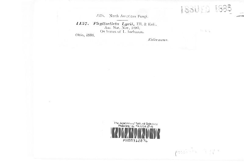 Phyllosticta lycii image