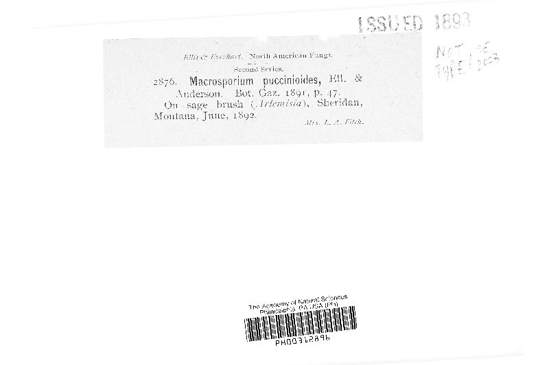 Macrosporium puccinoides image