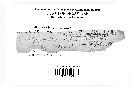 Cymadothea trifolii image