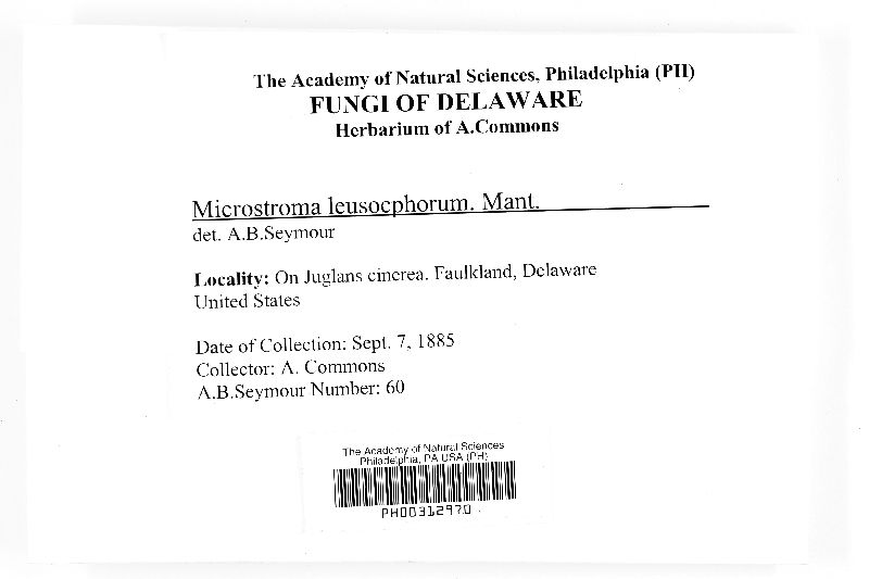 Microstroma leucosporum image