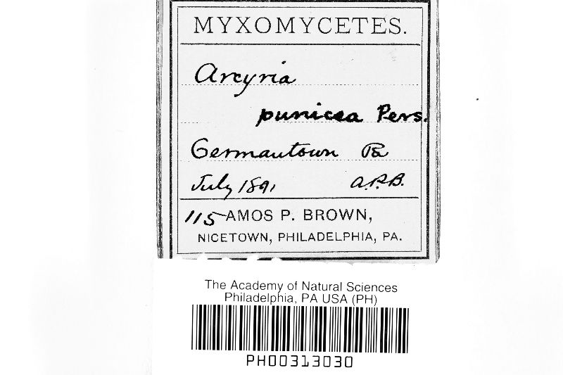 Arcyria denudata image