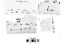 Puccinia menthae image