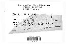 Cercospora monoica image