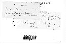 Erysiphe lamprocarpa image