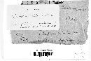 Microsphaera viburni image