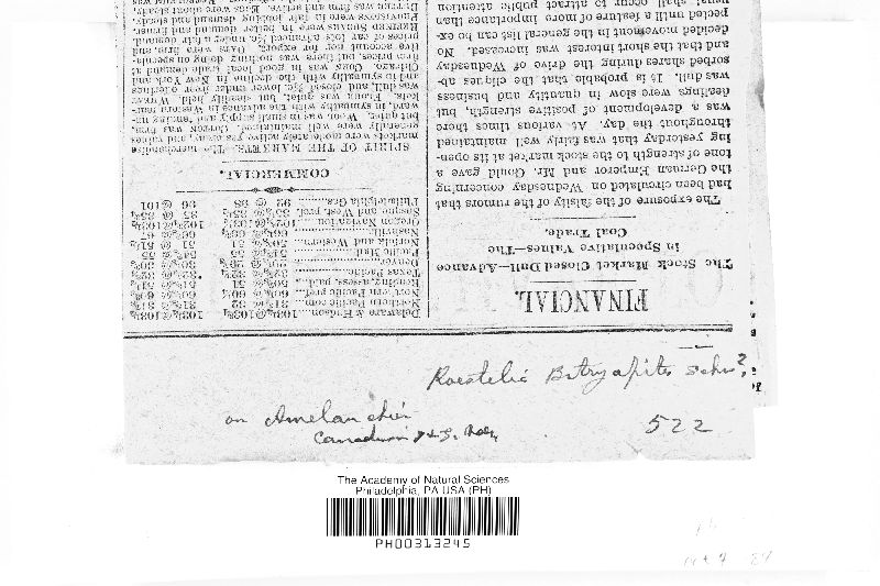 Roestelia image