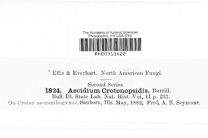 Aecidium crotonopsidis image