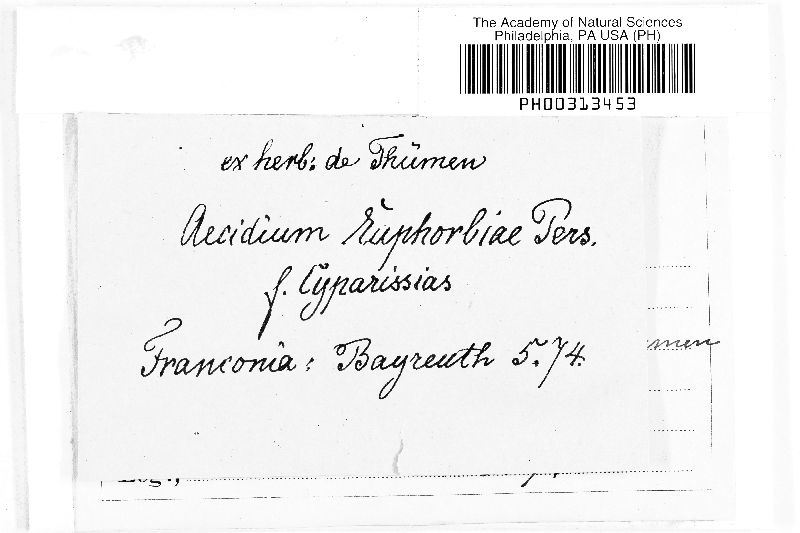 Endophyllum euphorbiae-sylvaticae image