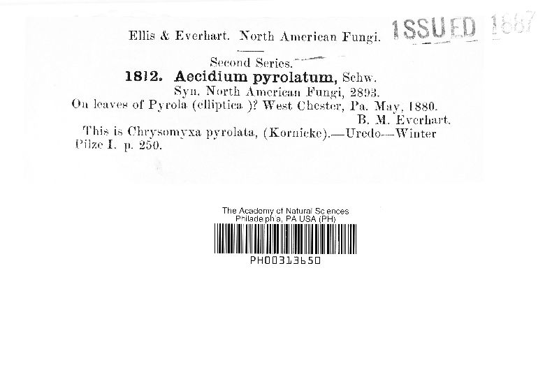 Aecidium pyrolatum image