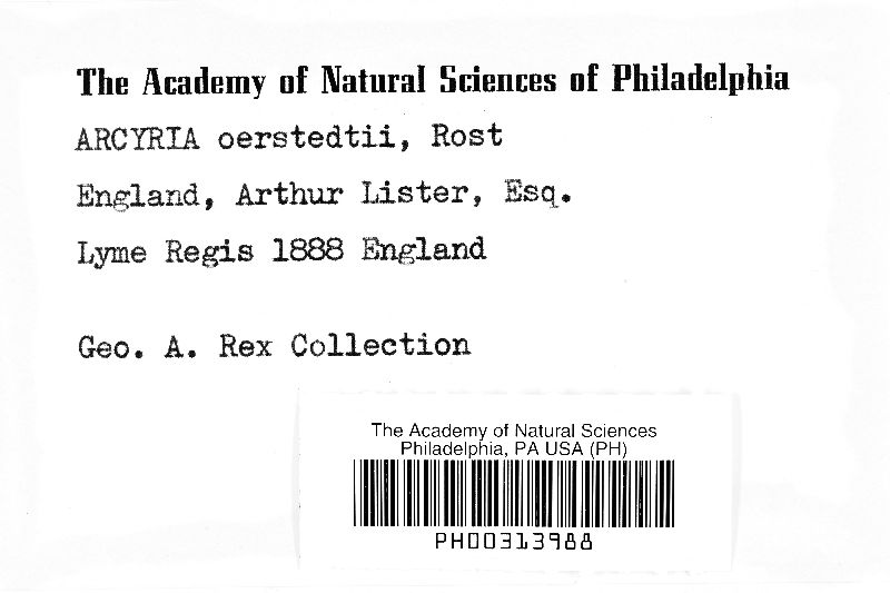 Arcyria oerstedii image