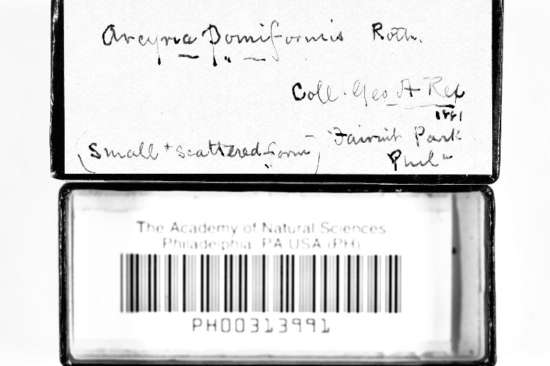 Arcyria pomiformis image