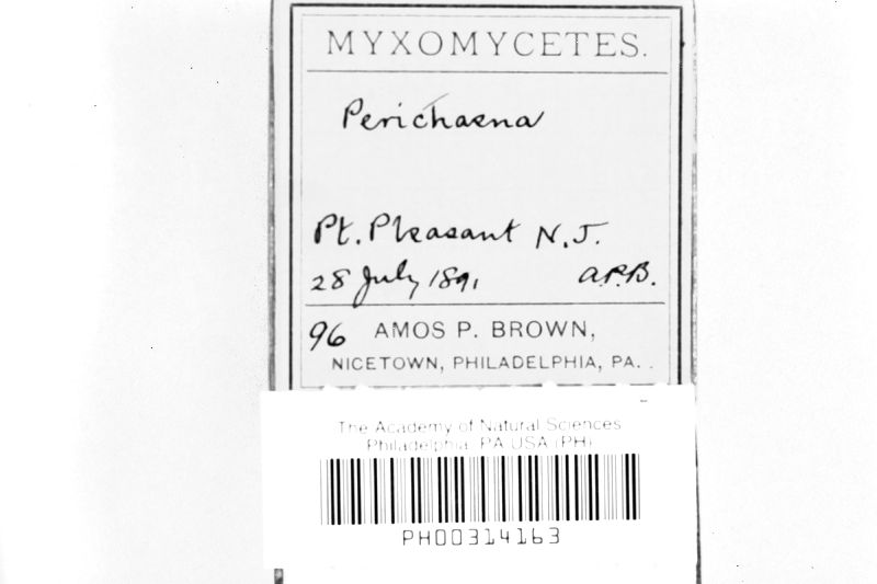 Perichaena image