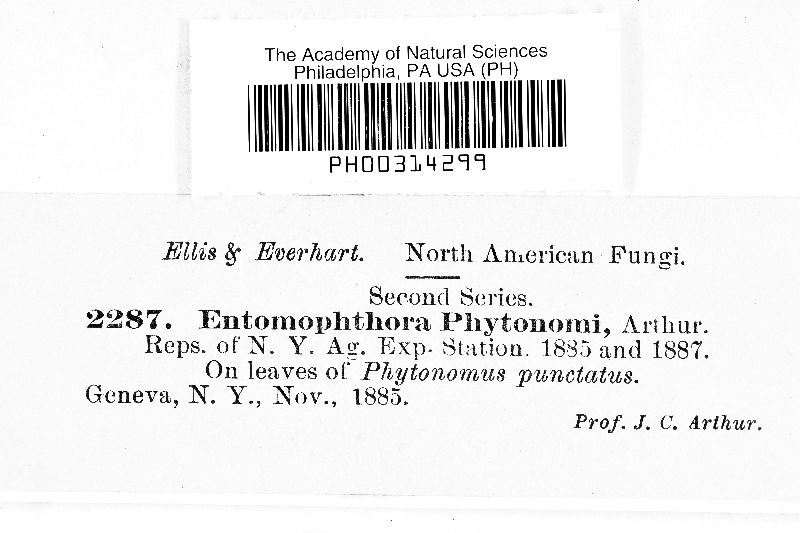 Zoophthora phytonomi image