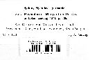 Physoderma menyanthis image