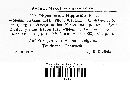 Physoderma hippuridis image