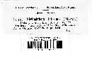 Phytophthora infestans image