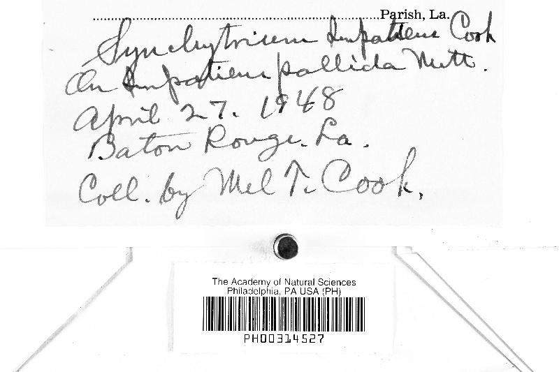 Synchytrium impatientis image