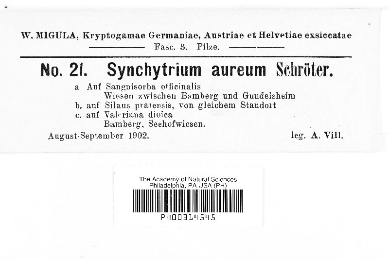 Synchytrium aureum image