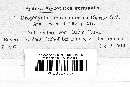 Physoderma hemisphaericum image