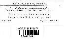 Protomyces macrosporus image