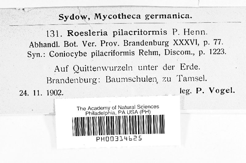 Roesleria subterranea image