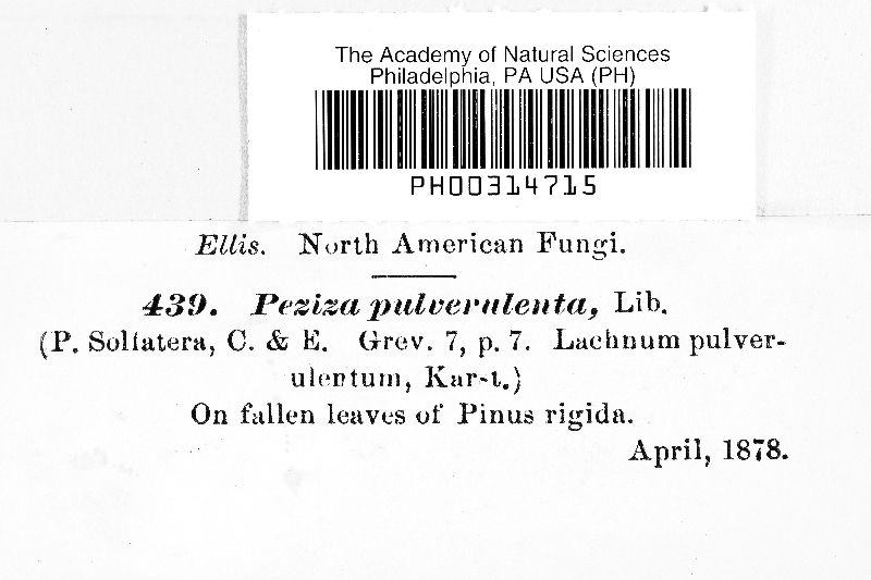 Lachnum pulverulentum image