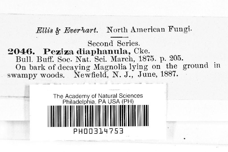 Orbilia diaphanula image