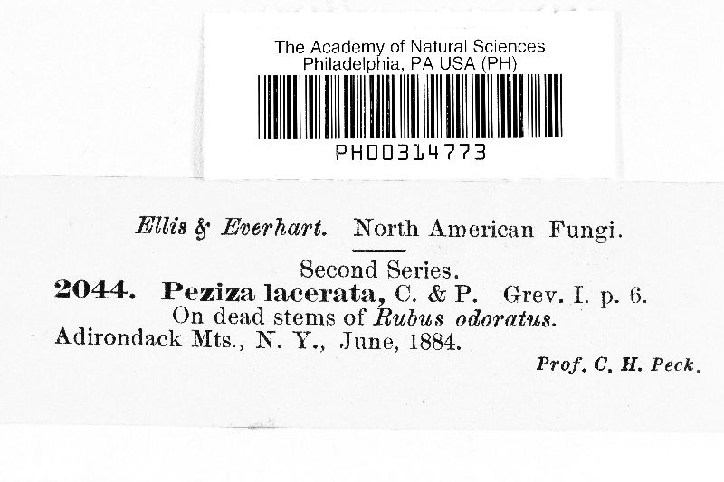 Pyrenopeziza lacerata image