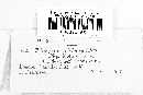Lachnum sulphureum image