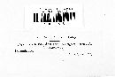 Chlorociboria aeruginosa image
