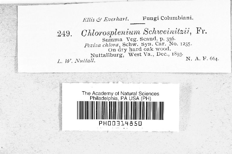 Chlorosplenium schweinitzii image